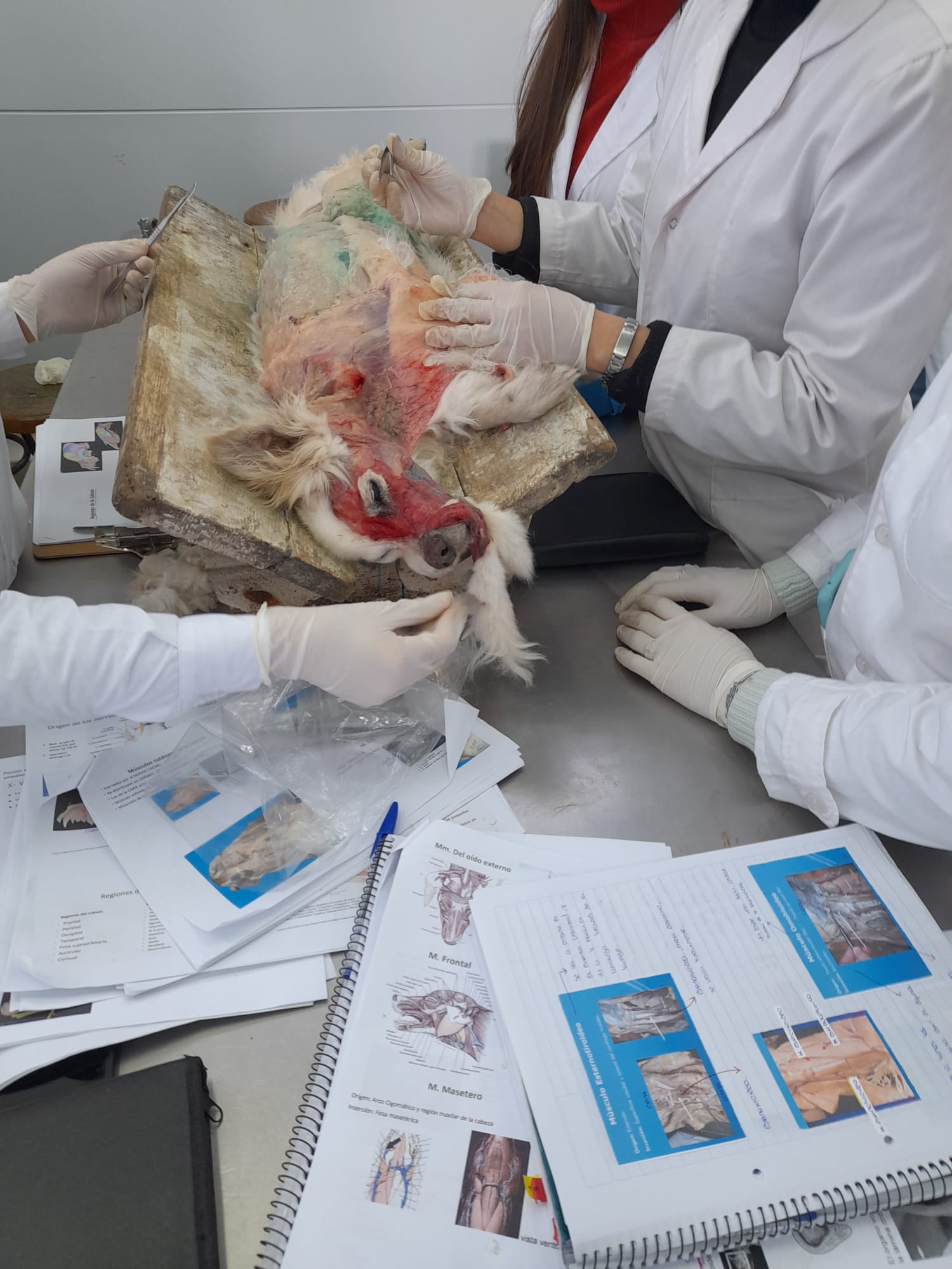 Portada de Anatomía Topográfica